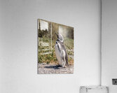 Single magellanic penguin making a call in Punta Tombo  Acrylic Print
