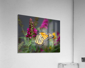 Beautiful Monarch butterfly feeding in garden  Impression acrylique