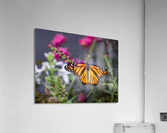 Beautiful Monarch butterfly with wings open  Acrylic Print