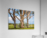 Group of three rainbow eucalyptus trees with golf course on Kauai  Acrylic Print