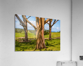 Group of three rainbow eucalyptus trees   Acrylic Print