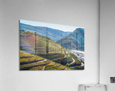 Rows of grape vines in Quinta do Seixo by the Duoro  Acrylic Print
