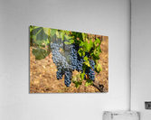 Bunches of grapes for port wine in Douro valley  Impression acrylique