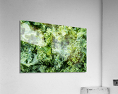 Freshly washed and trimmed kale leaves  Acrylic Print