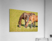 Two brown horses grazing in a meadow  Acrylic Print