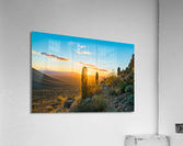 Sunset in Saguaro National Park West  Acrylic Print