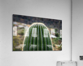 Ouch - close up of top of saguaro cactus  Acrylic Print
