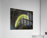 Backlit grass seedhead thought to be Timothy  Acrylic Print