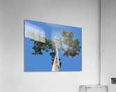 Old Cedar tree at Appomattox National Park  Impression acrylique