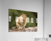 Cute Chipmunk well fed on nuts and seeds  Acrylic Print