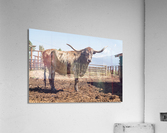 Old Longhorn bull in paddock  Acrylic Print