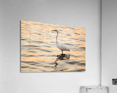 Great white egret in the sea off Tampa in Gulf  Impression acrylique
