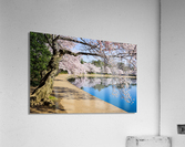 Pathway around the tidal basin during Cherry Blossom Festival  Impression acrylique