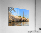 Washington Monument towers above blossoms  Impression acrylique