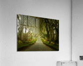 Dark Hedges road through old trees  Acrylic Print
