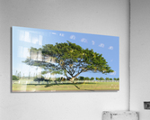Large acacia or koa tree Kauai  Acrylic Print