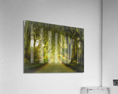 Dark Hedges road through old trees  Impression acrylique