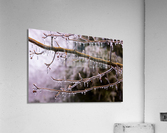 Ice covered branches start to melt to icicles  Acrylic Print