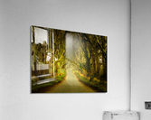 Dark Hedges road through old trees in digital oil  Impression acrylique