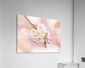 Detail macro photo of japanese cherry blossom flowers  Impression acrylique