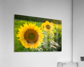 Sunflowers in early evening as sun sets  Acrylic Print