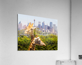 Giraffes with a fabulous view of Sydney  Acrylic Print