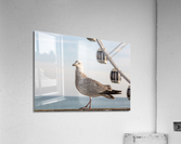 Seagull on promenade in Brighton  Impression acrylique