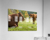 Large brown cow resting in meadow  Acrylic Print