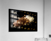 Macro photo of swamp milkweed seed pod  Acrylic Print