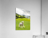 Cute lamb in meadow in wales or Yorkshire Dales  Impression acrylique