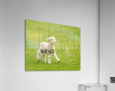 Cute lamb in meadow in New Zealand  Acrylic Print