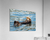 Sea Otter floating in Resurrection Bay near Seward  Impression acrylique