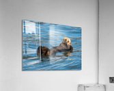 Sea Otter floating in Resurrection Bay near Seward  Acrylic Print