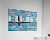 Fin of orca whale cutting through Resurrection Bay Seward  Acrylic Print