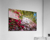 Azaleas and Rhododendron trees surround pathway in spring  Acrylic Print