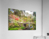 Azaleas and Rhododendron trees surround stream in spring  Acrylic Print