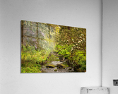 Azaleas and Rhododendron trees surround stream in spring  Acrylic Print