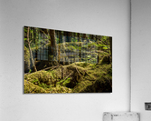 Dense vegetation in temperate rain forest in Alaska  Impression acrylique