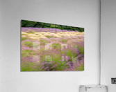 Blurred lavender plants in blossom in early July  Impression acrylique