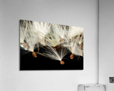 Macro photo of swamp milkweed seed pod  Impression acrylique