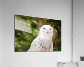 Close up of Snowy Owl against green rainforest in summer  Acrylic Print