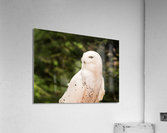 Close up of Snowy Owl against green rainforest  Acrylic Print