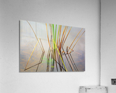 Empty bed of reeds in Everglades Florida  Acrylic Print