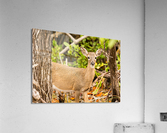 Small Key Deer in woods Florida Keys  Impression acrylique
