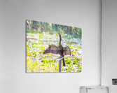 Anhinga bird drying its feathers in Everglades  Impression acrylique