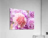 Delicate close up of petals of a carnation  Acrylic Print