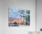 Cherry blossoms and Washington FDR monument  Impression acrylique