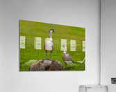 Pair of nene geese  Acrylic Print