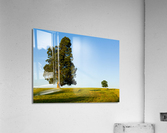 Large tree dominates small tree on hillside  Acrylic Print