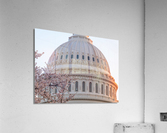 Cherry blossoms by the Capitol dome at dawn  Acrylic Print